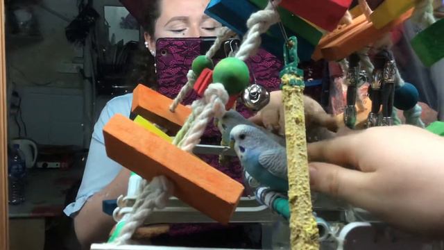 Глажу Лирика. Лаванда ревнует. Попугаи в ателье. смотреть онлайн