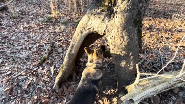 Exploring through the bush with my German shepherd смотреть онлайн