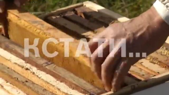 Медовый дефицит в Нижегородской области смотреть онлайн