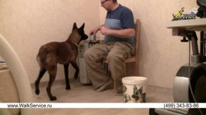 Дрессировка собак, приучение малинуа к порядку, команда собирай