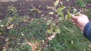 Обрезка молодой яблони, первый год после посадки