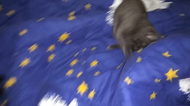 Игривые котята :-) смотреть онлайн