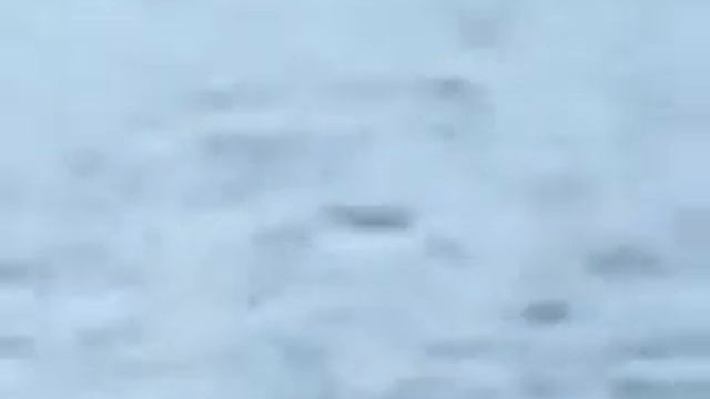 Случайно засняли настоящее Лохнеское чудовище смотреть онлайн