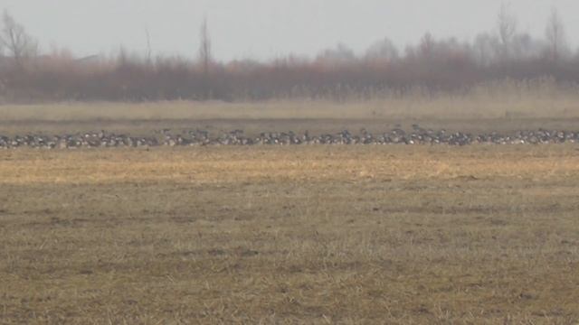 Goose Hunting. Проект - Охота на гусей. Пролеты и присады гусей - 1 смотреть онлайн