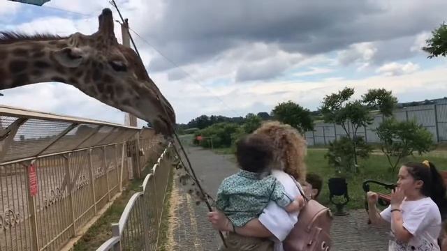 Увлекательный зоопарк! Всех животных можно гладить и кормить! смотреть онлайн