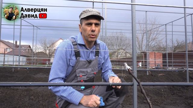 Подготовка куста винограда к перепрививке, Весной! смотреть онлайн