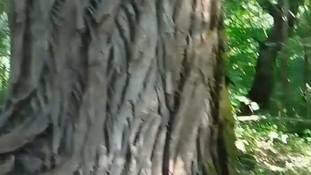 Роща с древнейшей очищающей осиной по дороге к сакральному ручью смотреть онлайн