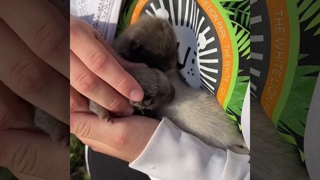 В парке «Белый Лев» снова ПОПОЛНЕНИЕ! Знакомьтесь с МАЛЫШАМИ ПЕСЦОВ! смотреть онлайн