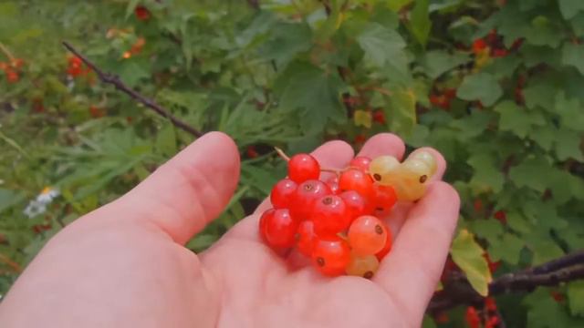 Обожаю видео которое делает Google фото. Гугл спасибо :)))) смотреть онлайн