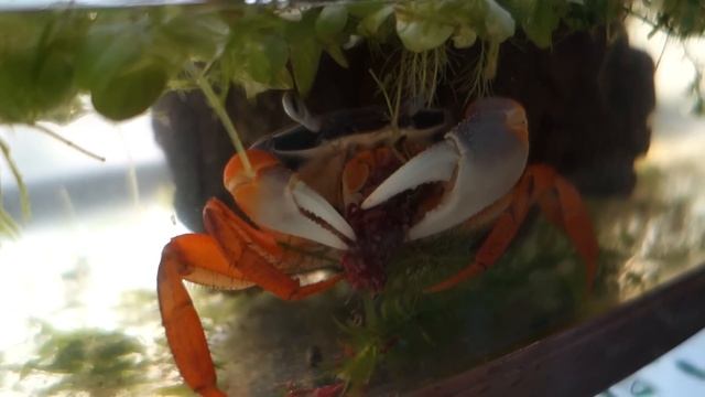 завтрак радужного краба / Breakfast rainbow crab смотреть онлайн