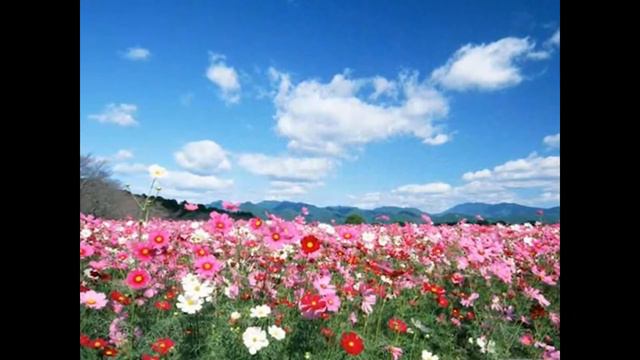 «Душа православная». Исп. протоиерей Димитрий Поваляев и квартет «Златоуст». Автор О.Дубровская. смотреть онлайн