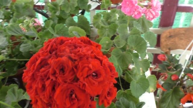 Пеларгония розебудная мелкоцветковая. Красивая, неприхотливая, постоянно цветущая! смотреть онлайн