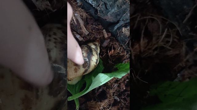 если вы хотите завести африканскую улитку 🐌🐌🐌