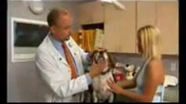 Ирландский сеттер (красный), все породы собак, 101 dogs. Введение в собаковедение. смотреть онлайн