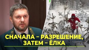 Как срубить ёлку и не нарушить закон