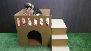 Как сделать дом из картона для собаки или кота