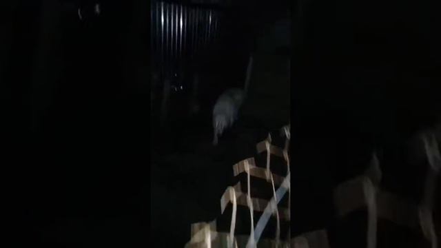 Кормление алабая и сенбернара смотреть онлайн