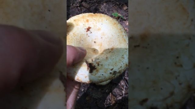 Искусство наших корней