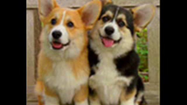 Corgi iCON смотреть онлайн