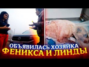 У сбитого алабая и дворняжки есть ХОЗЯЙКА. Что она говорит и заберет ли своих собак обратно?