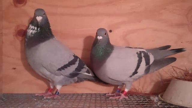 Racing Pigeons; Nesting Material, Lavender Hill Lofts, Washington DC смотреть онлайн