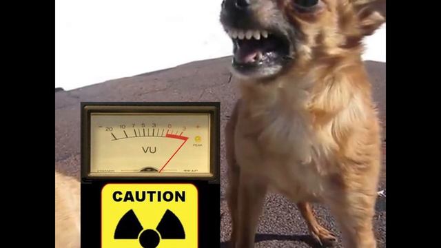 Злющий #чихуахуа смотреть онлайн