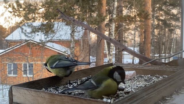 Почему эти снегири не такие уж и милые? смотреть онлайн