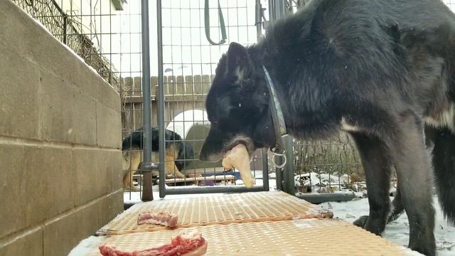 Happy Birthday Kurgan!!! What RAW Food Do I Feed My Dogs on Special Occasions смотреть онлайн