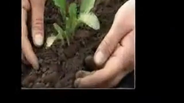 купить семена овощей на вднх смотреть онлайн