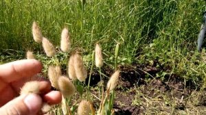 Лагурус «Заячий хвостик»