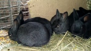 РЕЗУЛЬТАТ СПАРИВАНИЯ КРОЛИКОВ РАЗНЫХ ПОРОД!