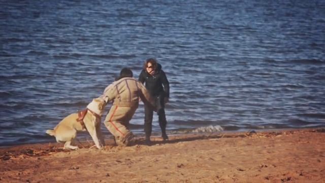 Алабай Зангар Ата - дальний пуск на защиту хозяйки смотреть онлайн