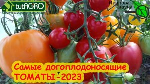 ЭТИ СОРТА ТОМАТА ДАЮТ УРОЖАЙ ДО МОРОЗА! Самые сладкие и самые урожайные томаты 2023 года.