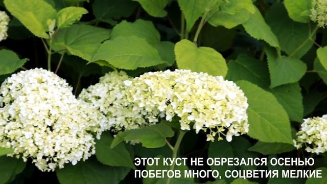 Гортензия Аннабель - обрезаем правильно и наслаждаемся цветением смотреть онлайн