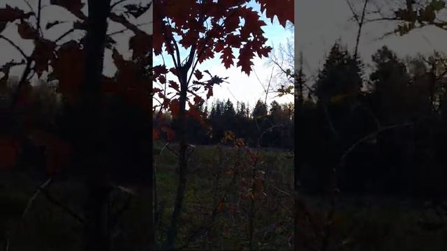 Дуб красный/Red oak 18.10.2021 #Лосиныйостров #лесопарк #природа #осень #дубкрасный #shorts смотреть онлайн