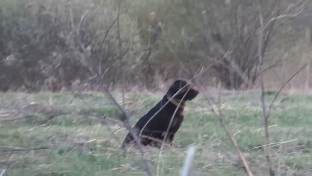 НАШЕЛ МОНЕТЫ И ХАБАР НА ДРЕВНЕМ ПОЛЕ. МЕГА КОП С МЕТАЛЛОИСКАТЕЛЕМ MINELAB X-TERRA 705 В ДЕРЕВНЕ смотреть онлайн