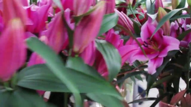 Keukenhof Flower Park - Amsterdam