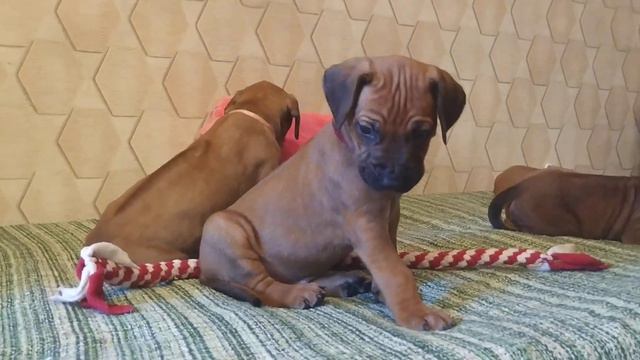 Щенки Родезийского риджбека продаются спб смотреть онлайн