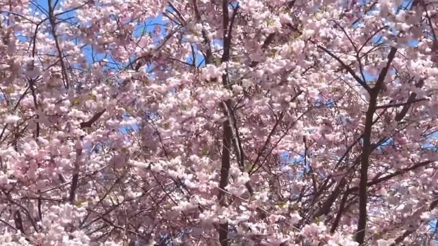 День весеннего равноденствия ? #2022 #весеннееравноденствие #человек #энергетика #обряды #весна смотреть онлайн