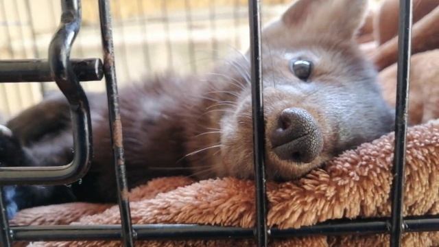 Дика на самоизоляции ? Домашний соболь Дика смотреть онлайн