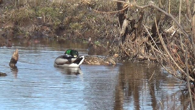 Наблюдаем уток в живой природе. 4 апр 2023 смотреть онлайн