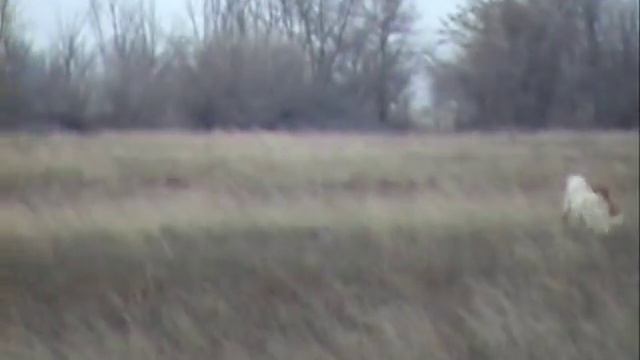 Поймать за 20 секунд