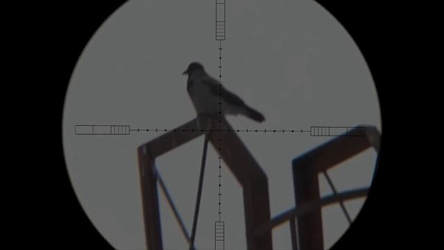 Crow Hunting отстрел вредителей смотреть онлайн