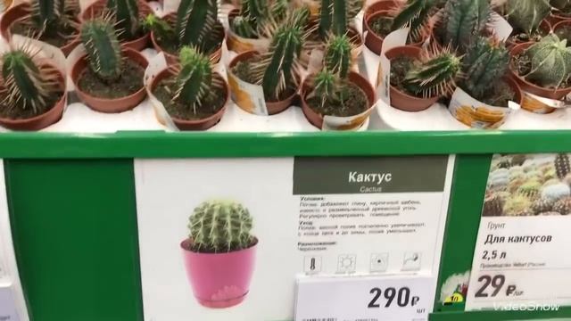 Новые Цветочки в Бауцентре.Красные Аглаонемы,Эустомы и Сансевиерии! смотреть онлайн