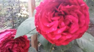 Роза Роз де Кятр Ван флорибунда