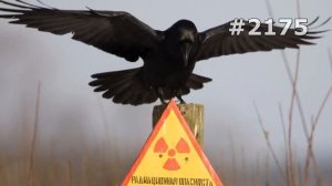 #2175. Вороны, грачи и галки (В мире животных)