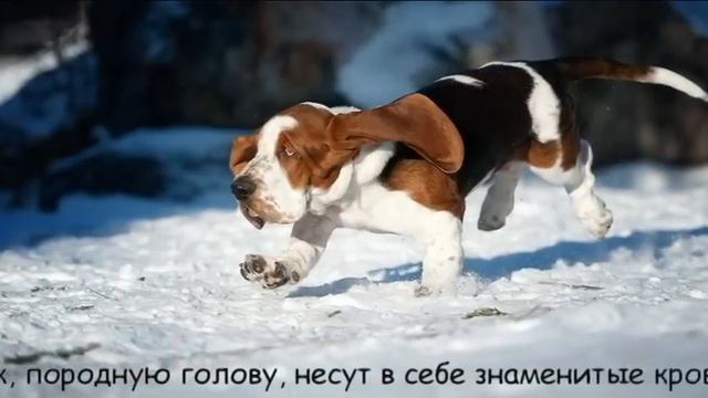 питомник Из Стального Края смотреть онлайн
