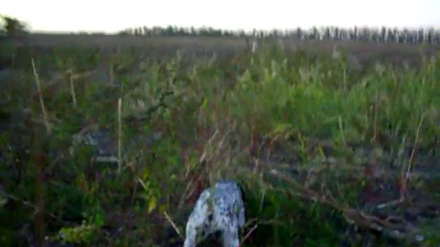 Курцхаар Лоренса и перепел 2014 смотреть онлайн