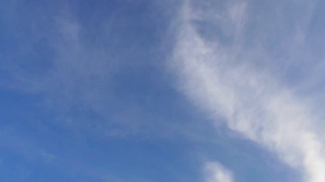 А у вас были такие ХИТРЫЕ ГОЛУБИ❓? / Pigeon Pigeons