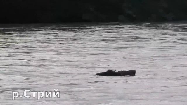 очень большая КАКАШКА шок!!! смотреть онлайн